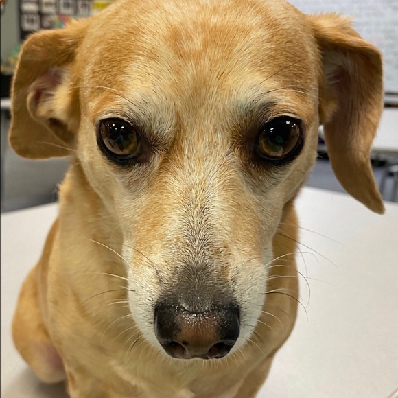 Meet your Posher - Picture 1 of 4